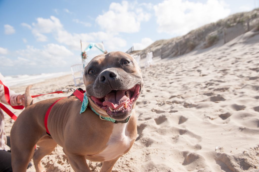 Dogs in Weddings, Happy Puppy